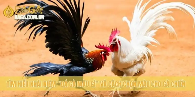 Đá Gà Màu Gì? Khám Phá Các Loại Gà Đá Từ Daga Uy Tín 1 Tìm hiểu khái niệm “đá gà màu gì” và cách chọn màu cho gà chiến
